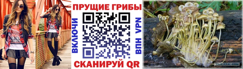 mega как зайти  Сибай  Галлюциногенные грибы мицелий 